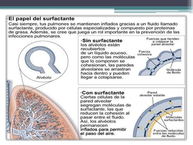 composicion del surfactante pulmonar